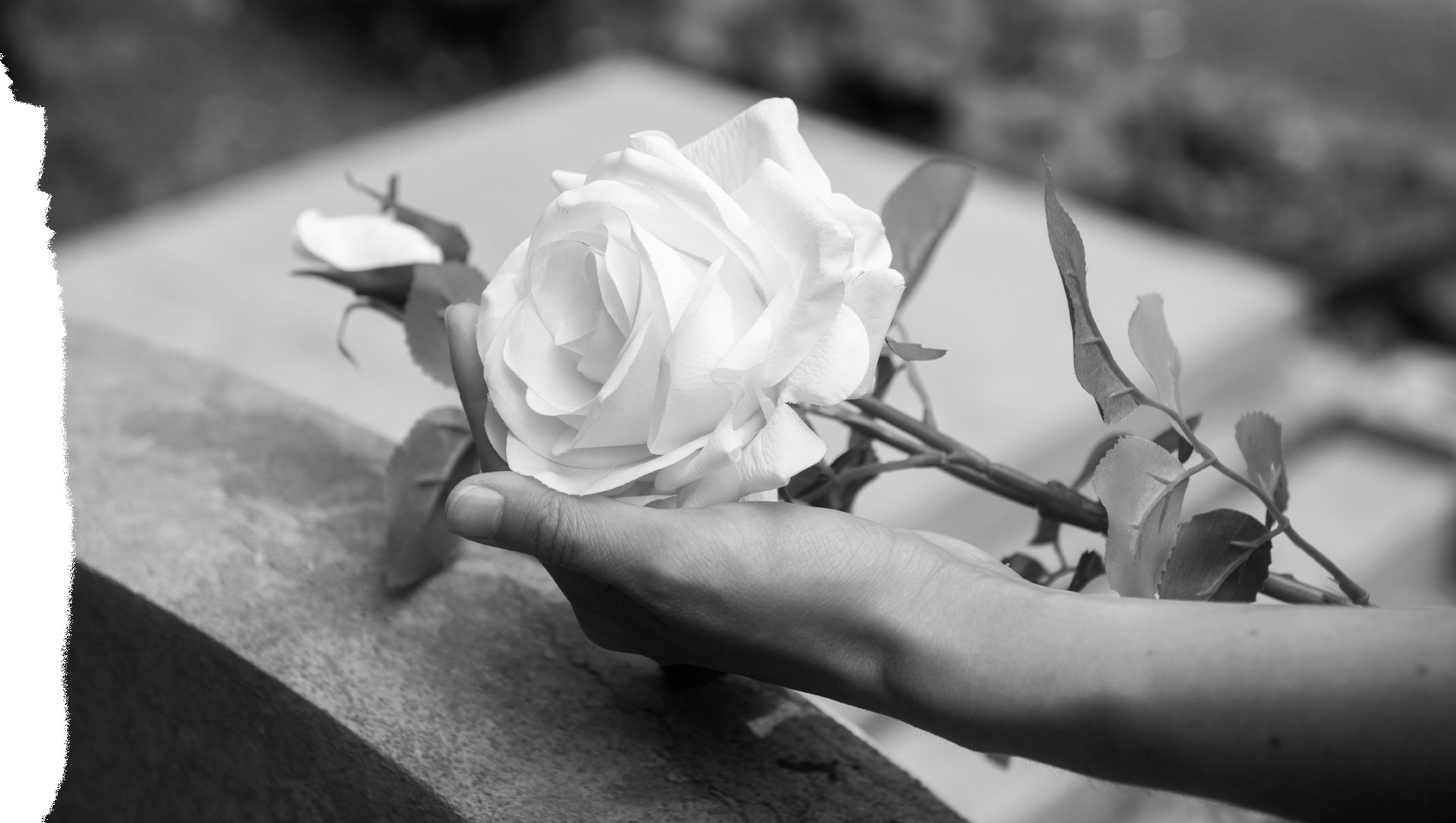 Rosa branca em homenagem — Funerária Planalto.